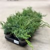 JUNIPERUS 9 CM BLUE SWEDE VECKANS